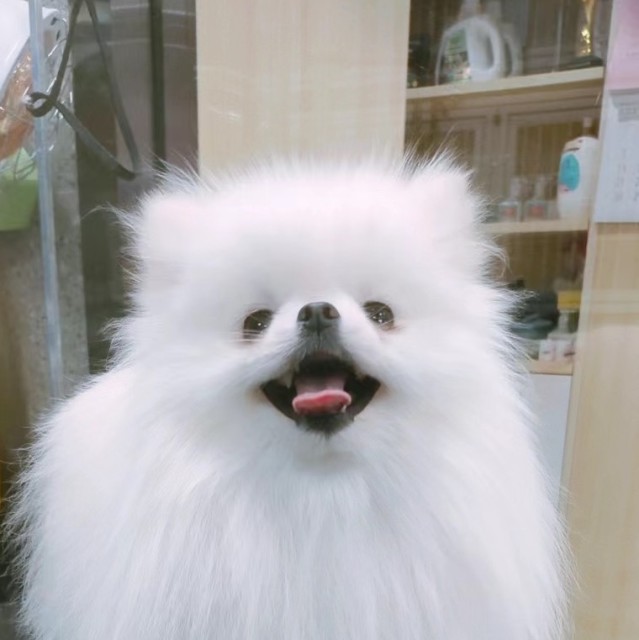 1606310 vi