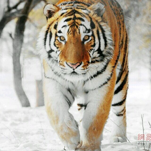 1610186 清静为天下正
