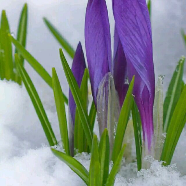 1626988 ❄冰雨❄