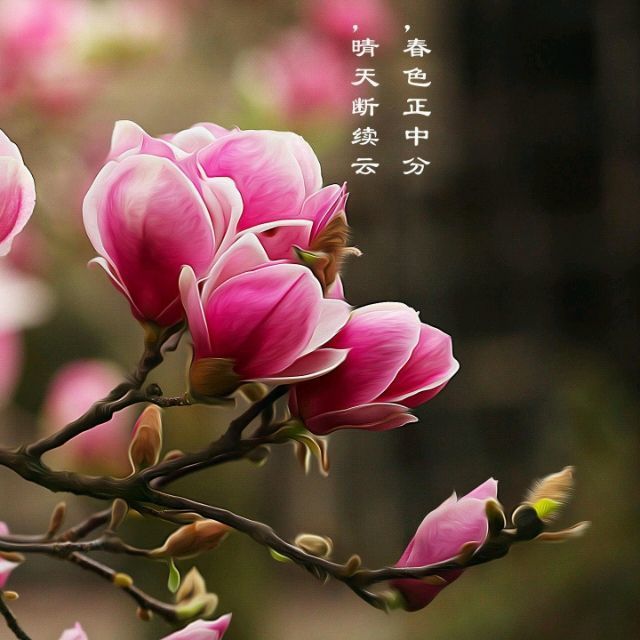 165180 紫玲儿