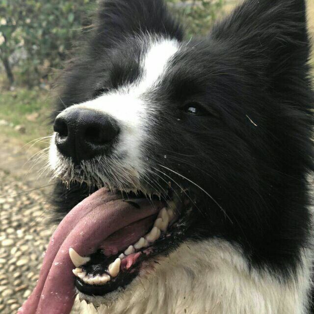 165222 吉祥狗