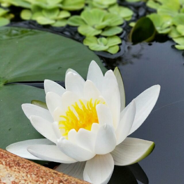 166309 牛,就是牛.