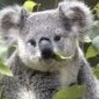 1676788 KOALA