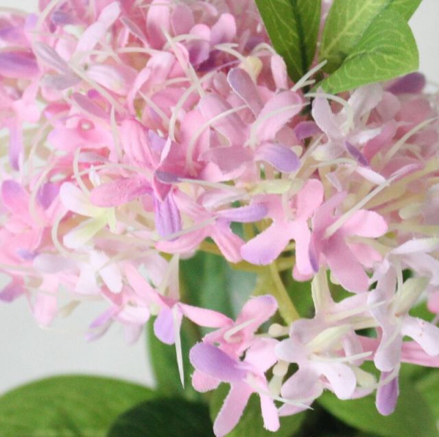 169365 生命如花