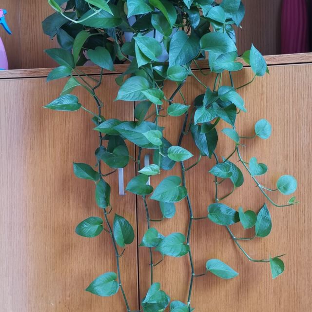 170153 程程