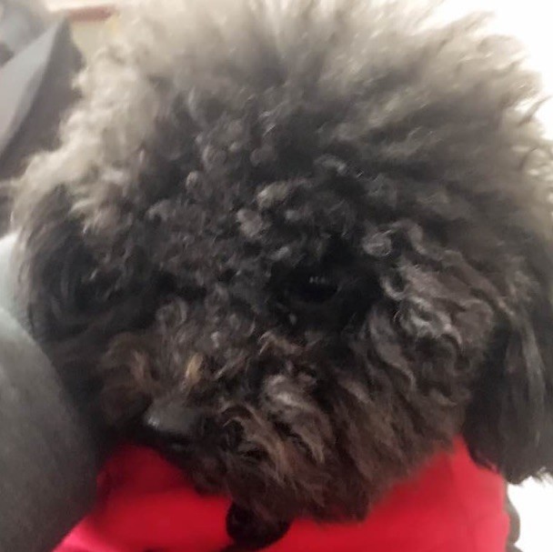 1701661 蝶心舞