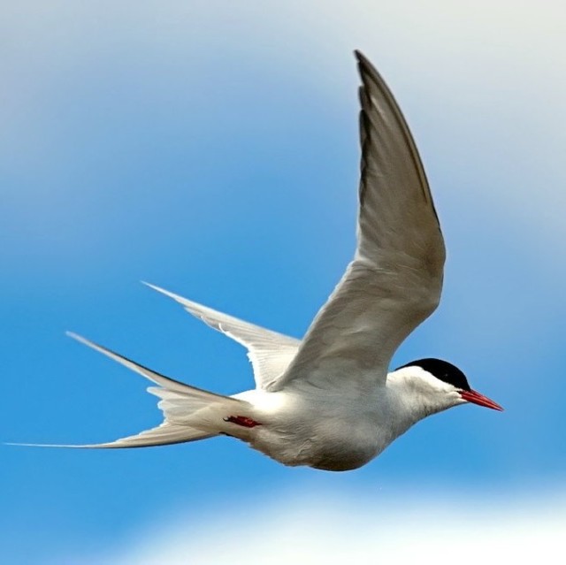170489 Arctic tern