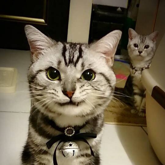 170732 混乱的大猫