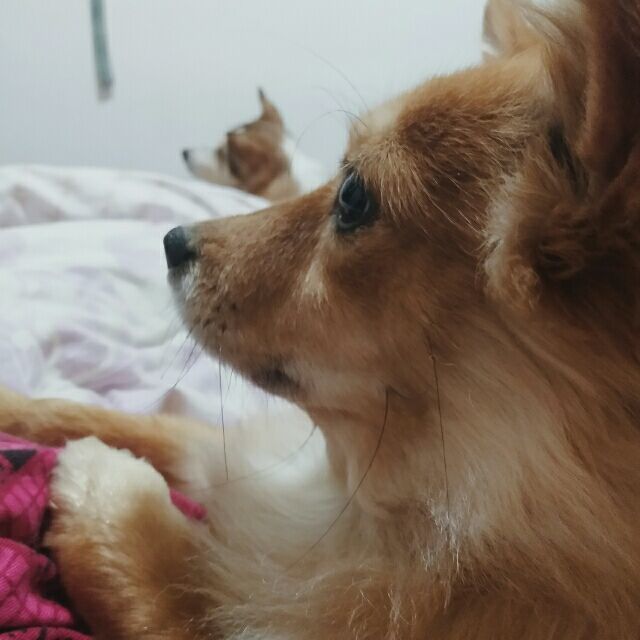 171133 Kyubi®