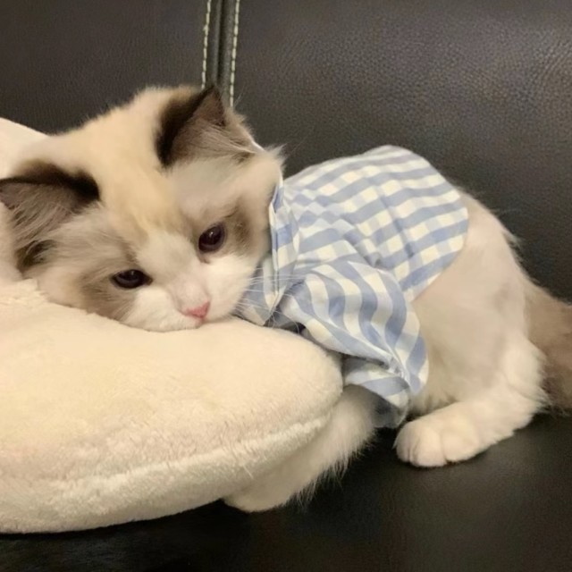 171203 ٠•●oぷ強メo●•٠