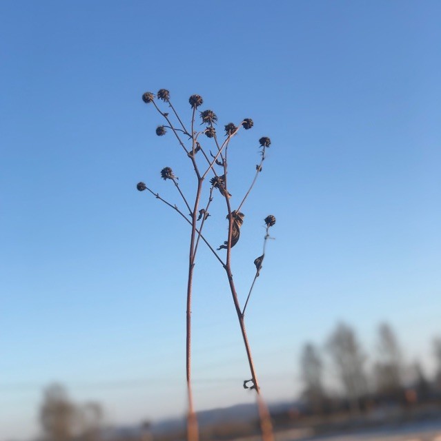 1716676 、公子世无双