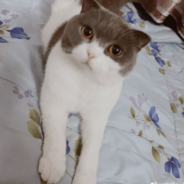 1717867 蓝莲花