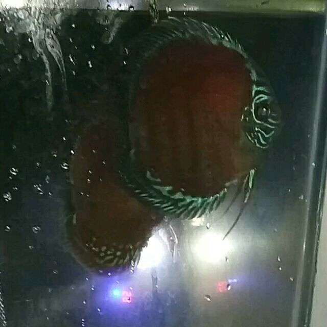 1724355 沙林