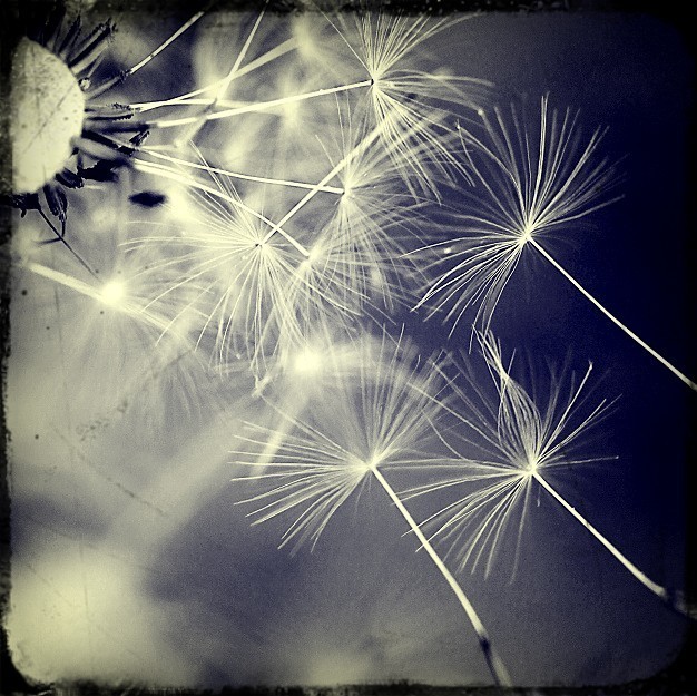 1726550 乄 Dream