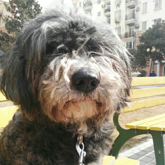 1771623 大哥TOP