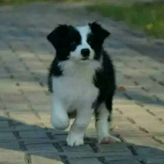 1772298 丑怪读非