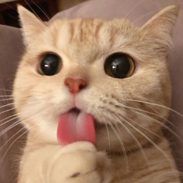 1782429 大猫