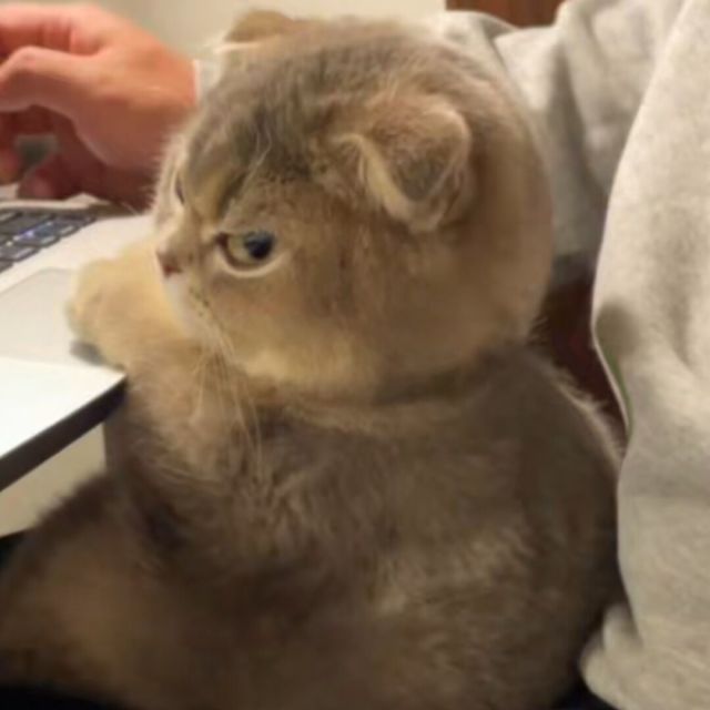 用户头像