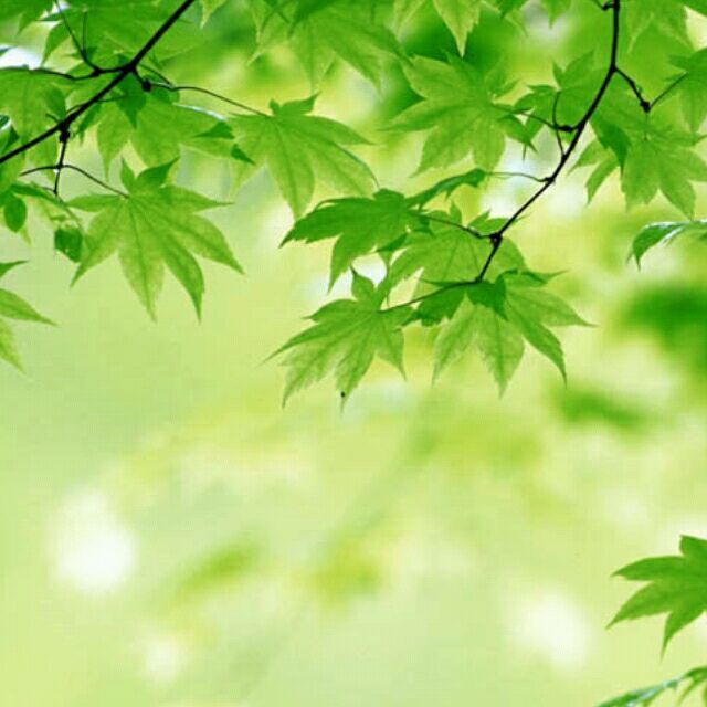 1836519 楓