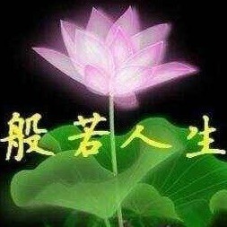 1836838 橄榄树