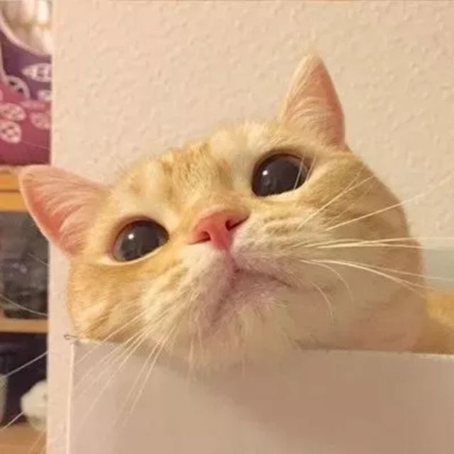 1838277 半城