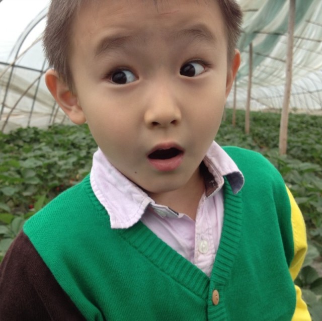1839305 木桃