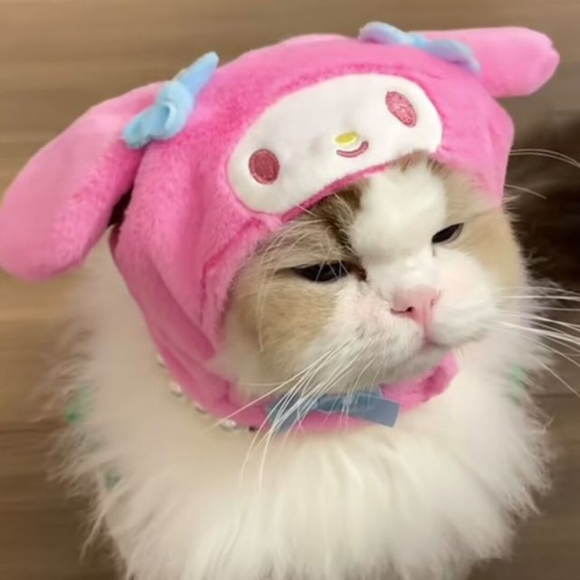 1850870 麦兜猪