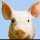 1868736 pigworlds