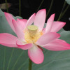 1870009 花语