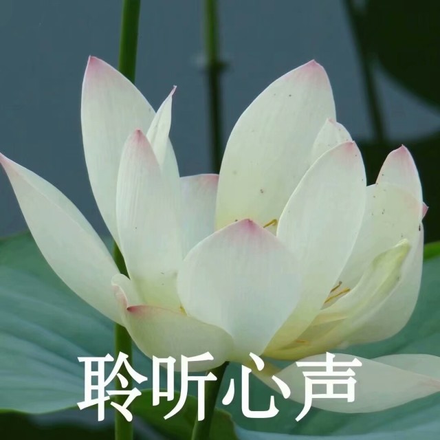 1876348 白蔹
