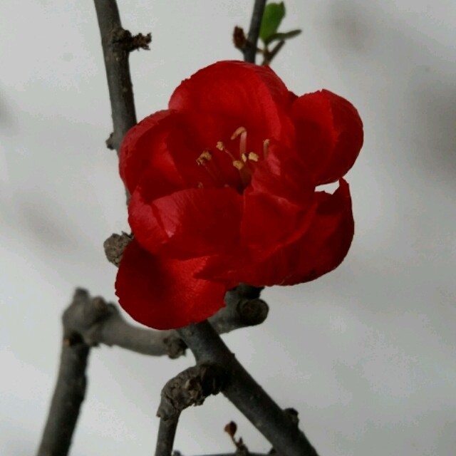 1882118 无痕