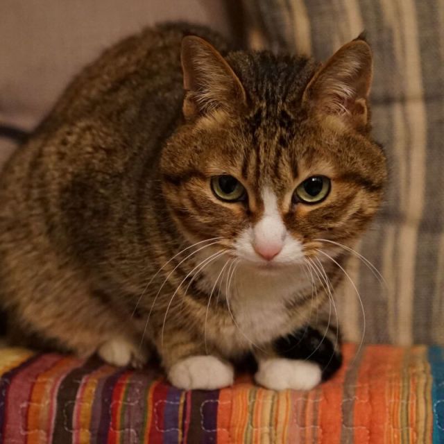 1884260 韦伯猫