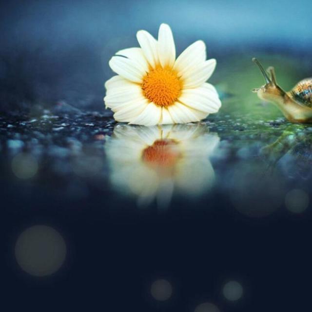 1885782 花落离殇