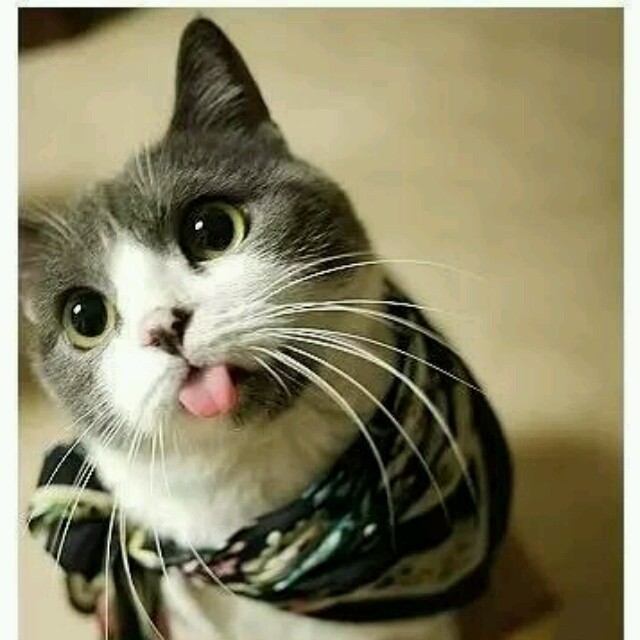 1887736 笨笨的猪/tx