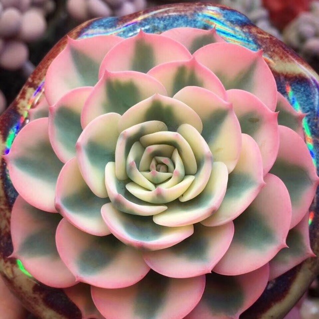 1889615 辛酸的浪漫