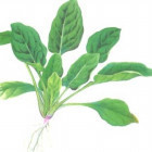 1892747 一棵菠菜