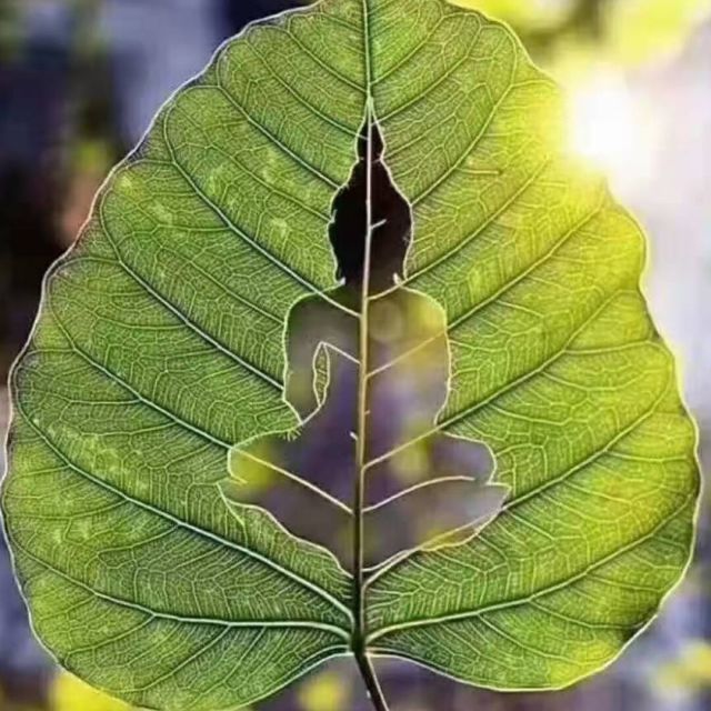 1895960 中草药