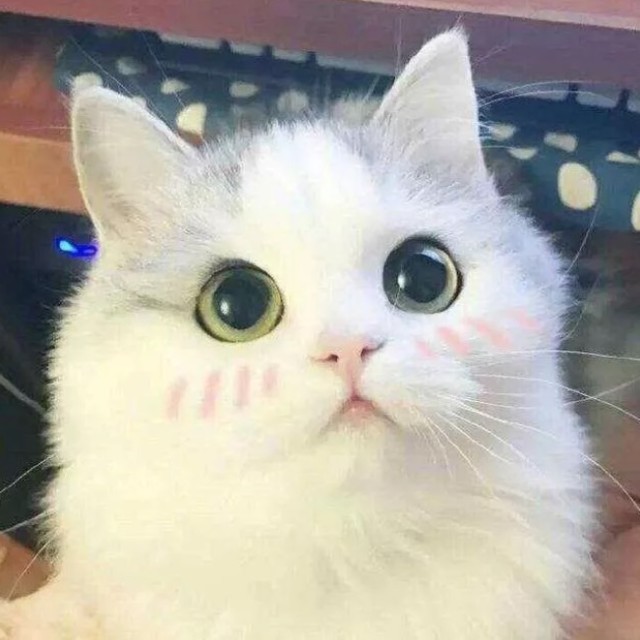 1905517 兎兎ω寶寶