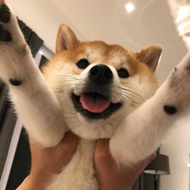 1907022 .公瑾丶呆
