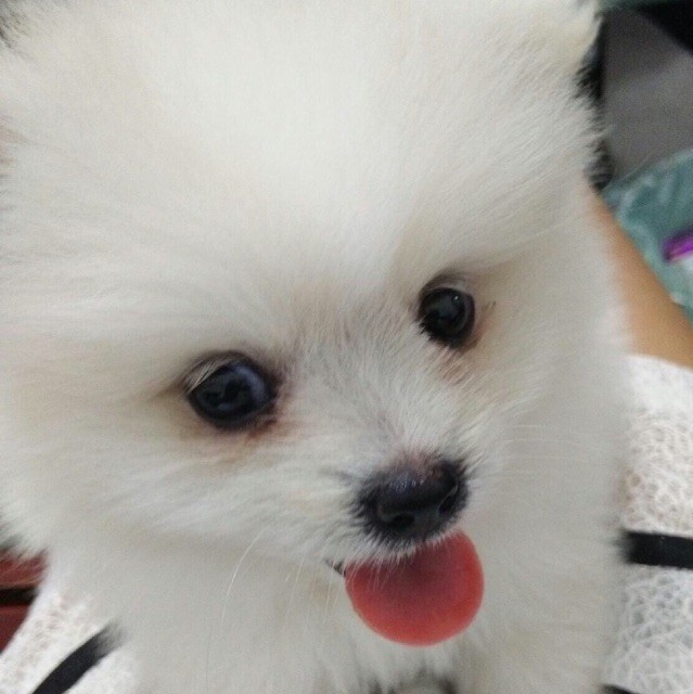 1907223 Sylvia