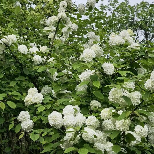 1908687 雪域静柳