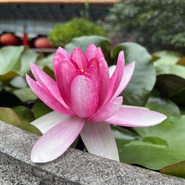 1911866 不恋爱..慧子
