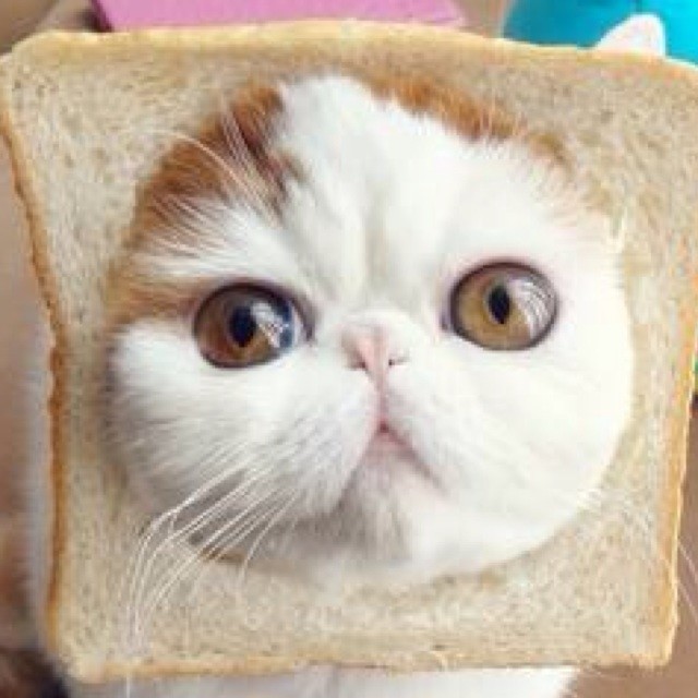 1912979 CAT