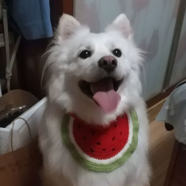 1941307 贱贱