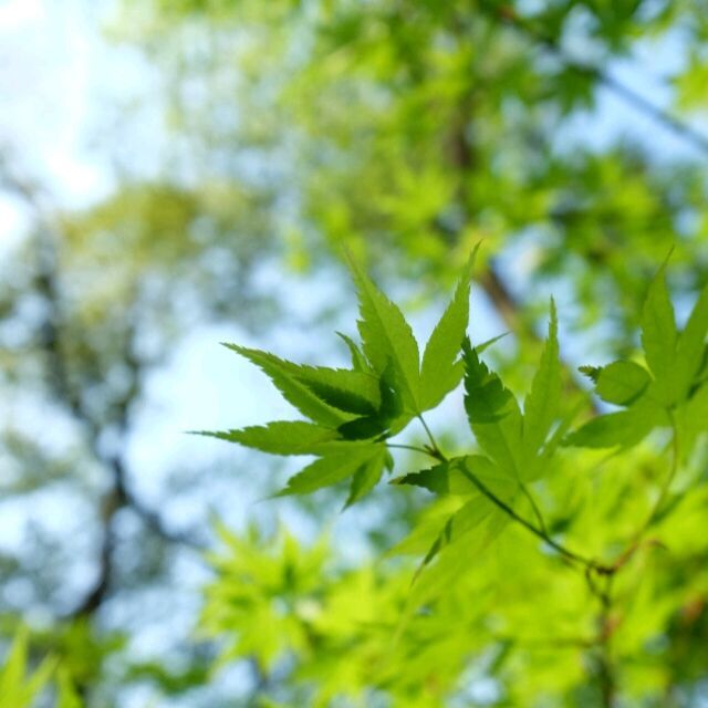 1954711 繁花与夏叶