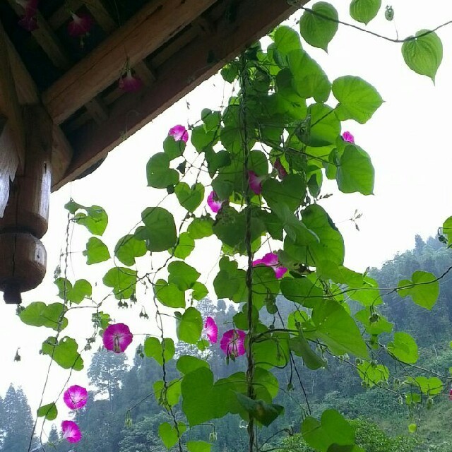 1960916 山花烂漫