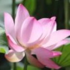 1963327 君心如玉1003