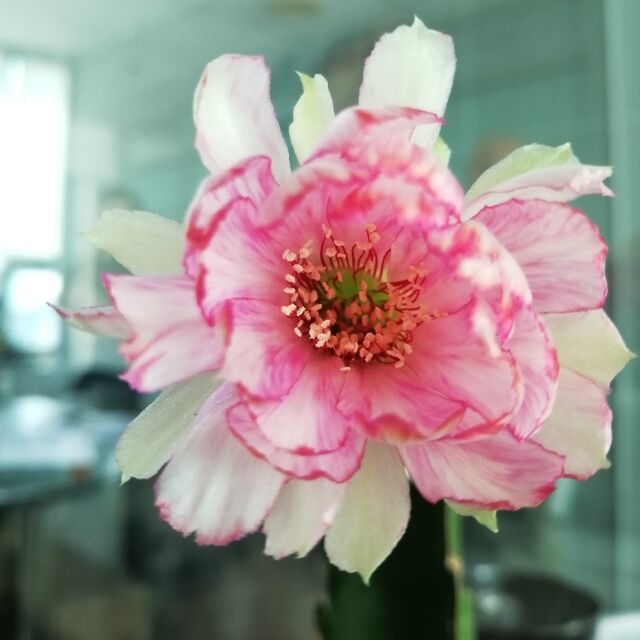 1963669 骄傲的心