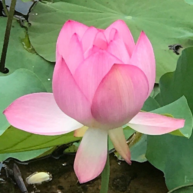 1969603 阿南