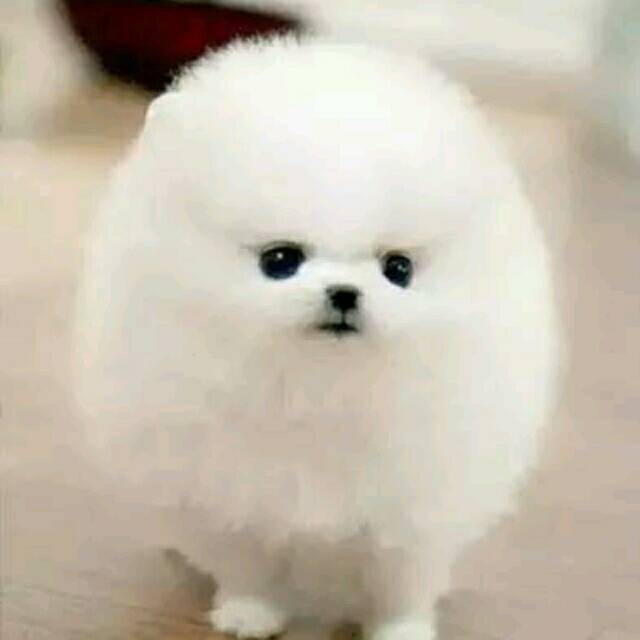 1984954 熊熊